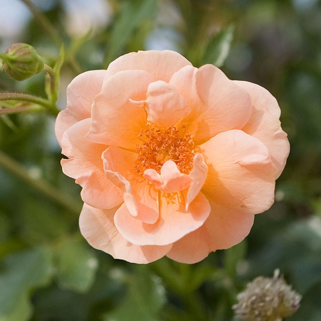 Rosa x floribunda Decorosier Calizia - Standard Rose