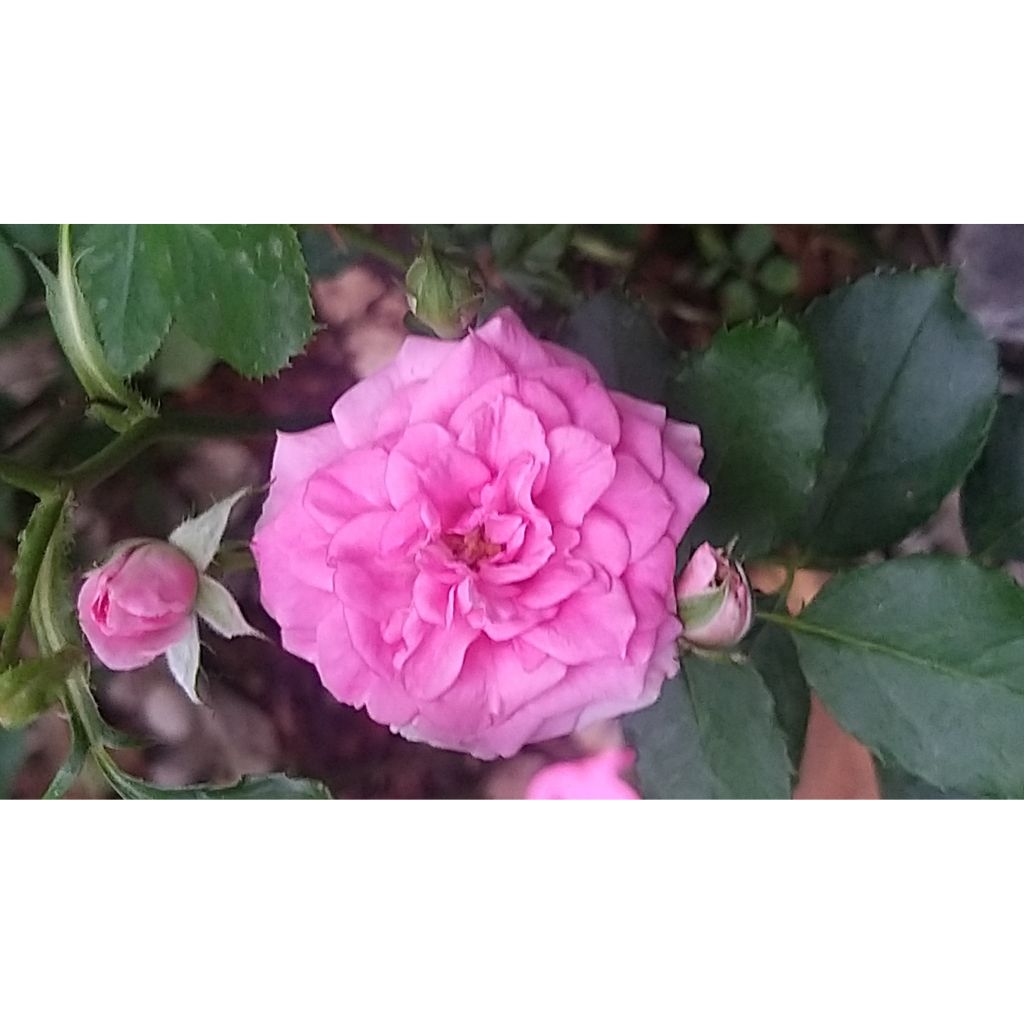 Rosa x floribunda 'Amica' Rigo Rosen - Groundcover Rose 