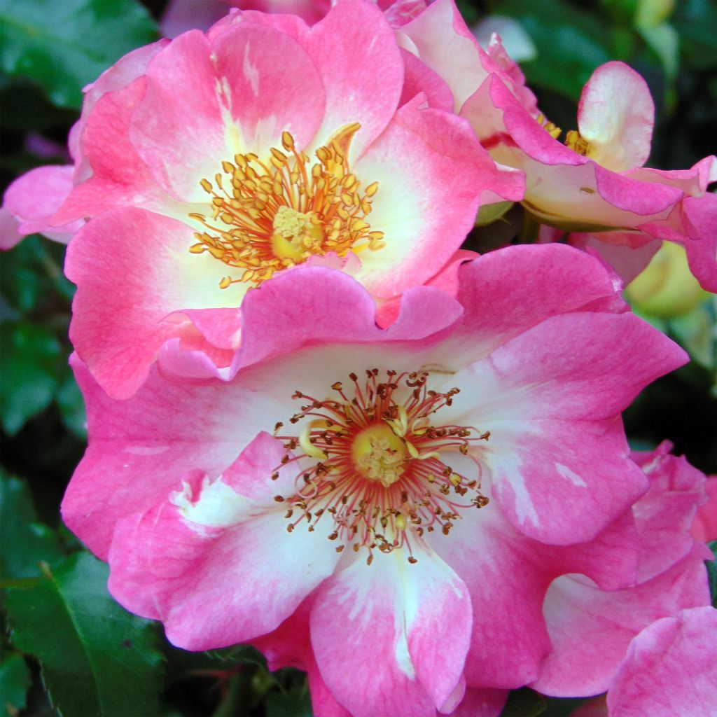 Rosa Dolomiti - ground cover rose