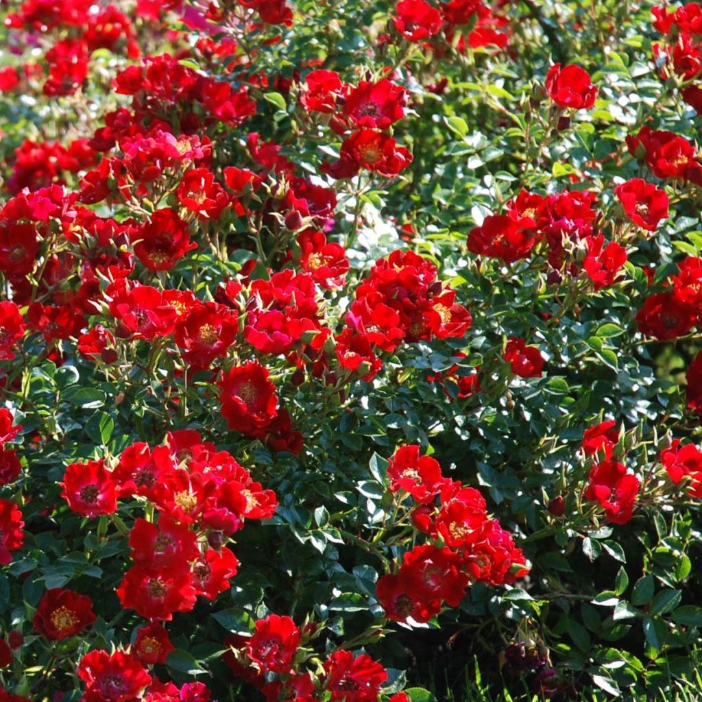 Rosa Rouge Cascade - Shrub Rose
