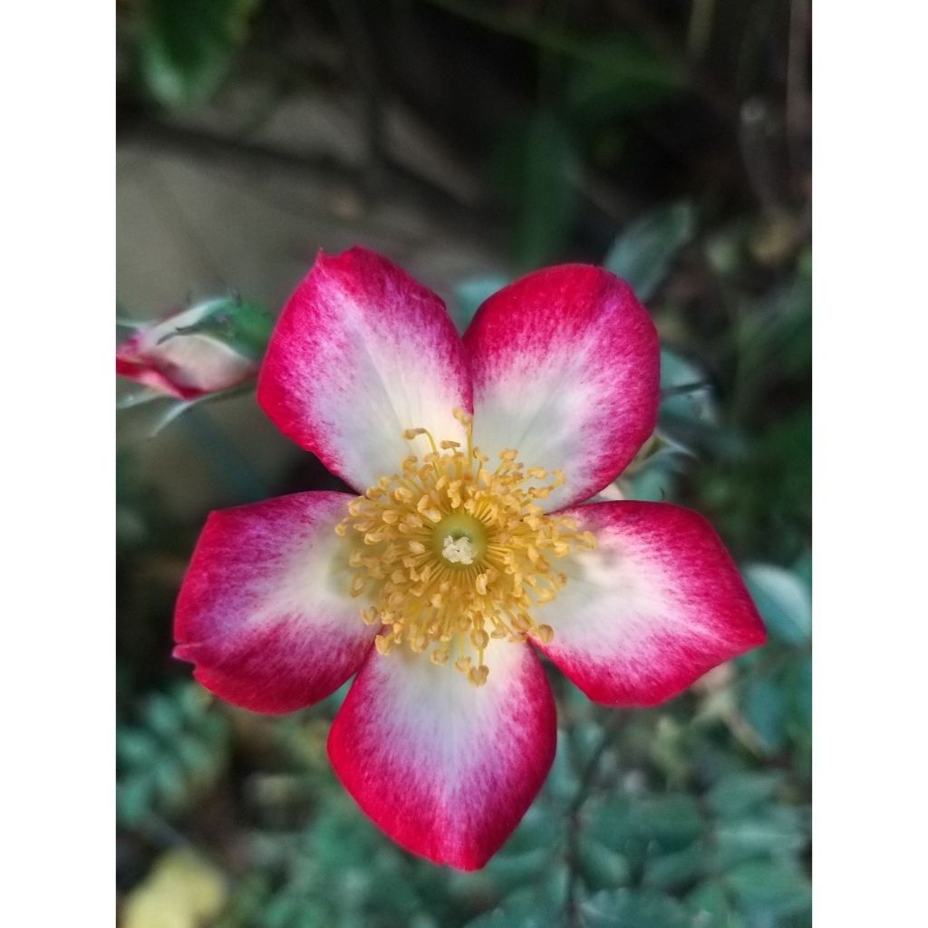 Rosa Star Profusion - patio or groundcover rose