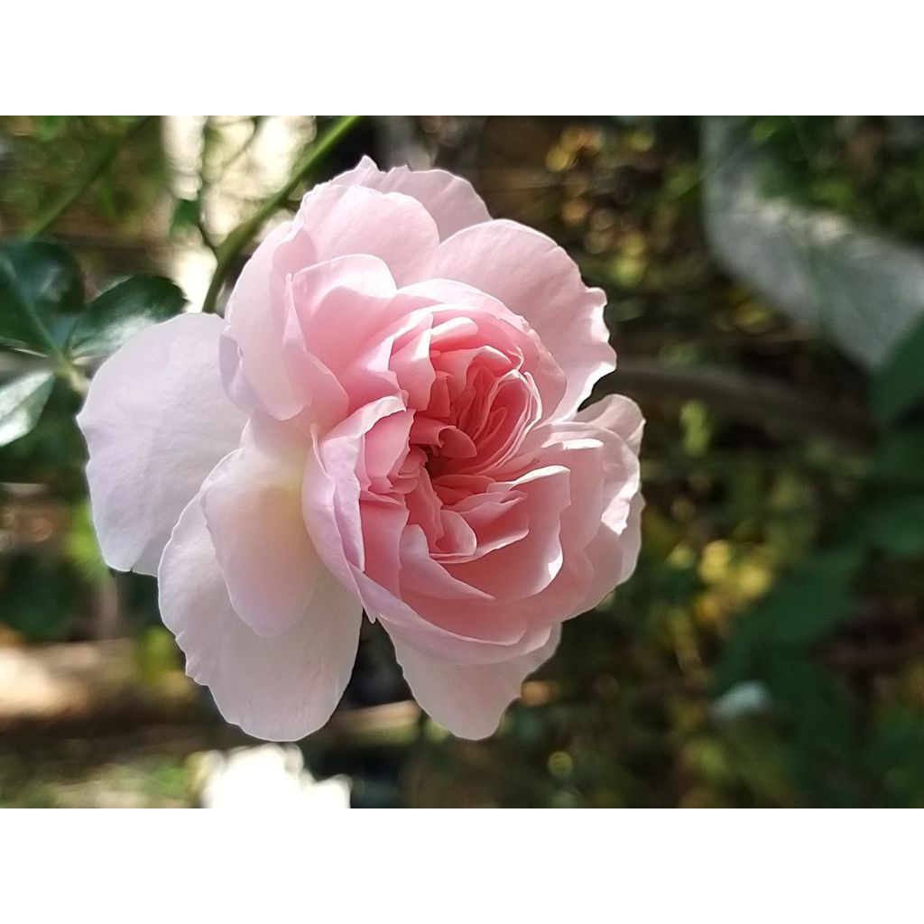 Rosa The Faun - Floribunda dwarf Rose