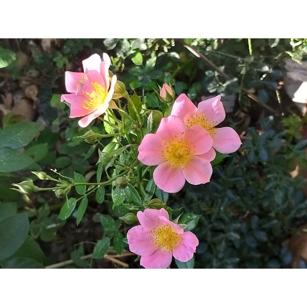 Rosa Topolina - groundcover rose