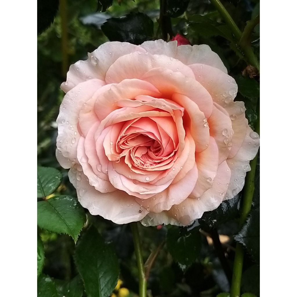Rosa  A Shropshire Lad - English Rose