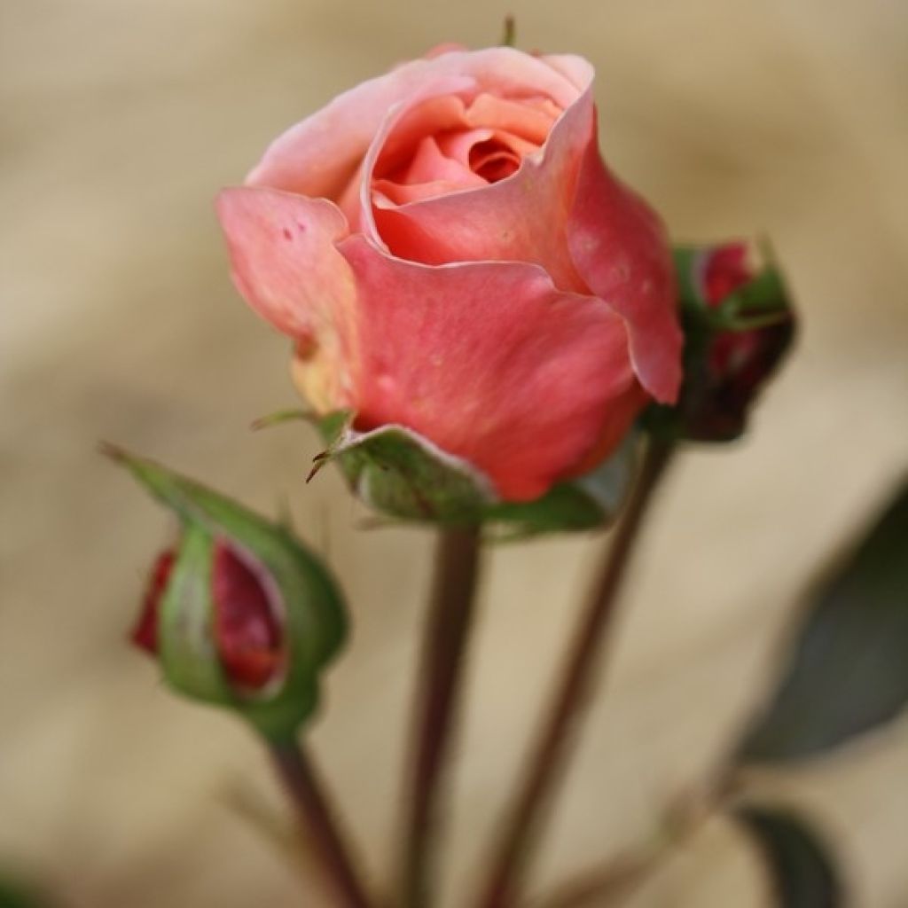 Rosa  A Shropshire Lad - English Rose