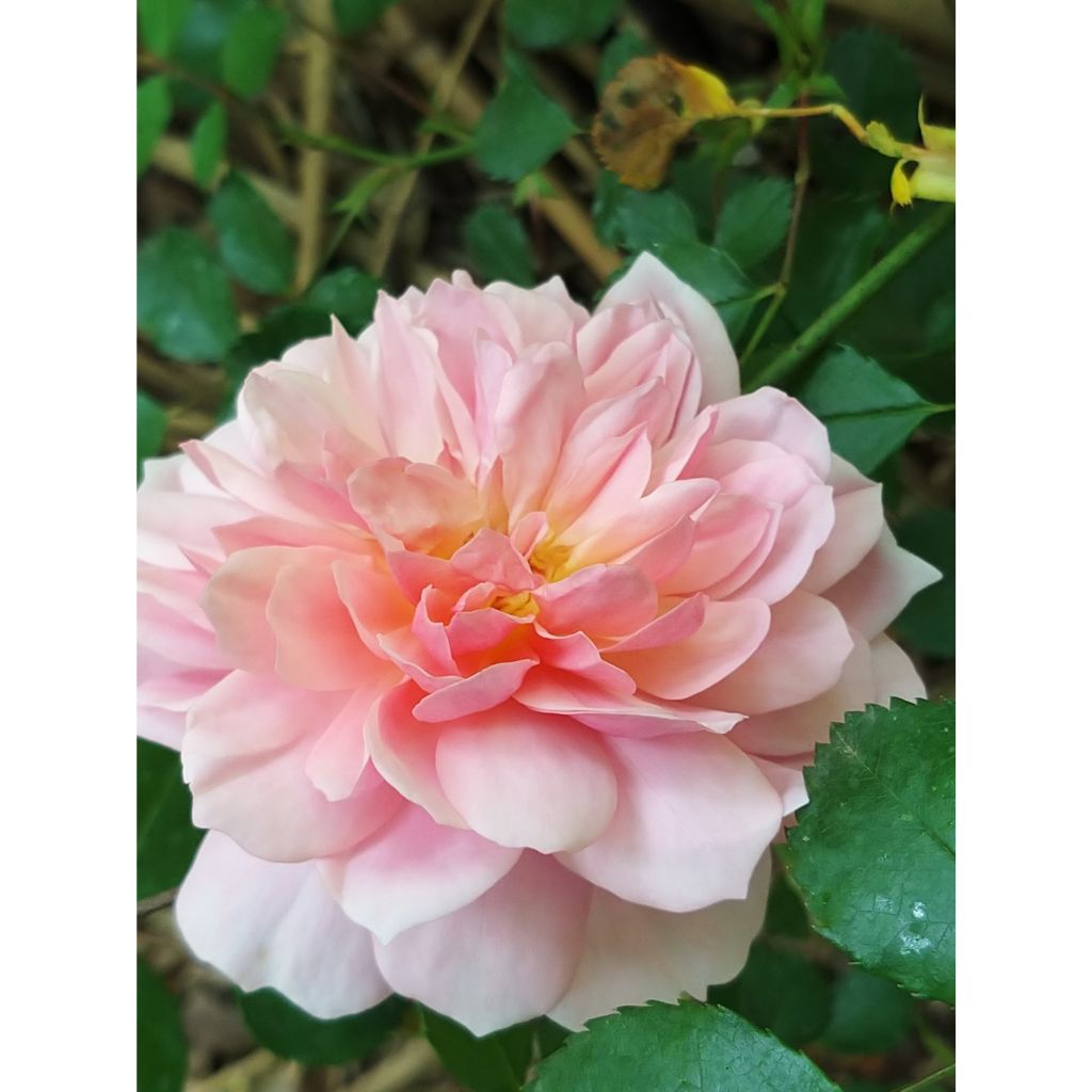 Rosa Anne Boleyn - David Austin shrub rose