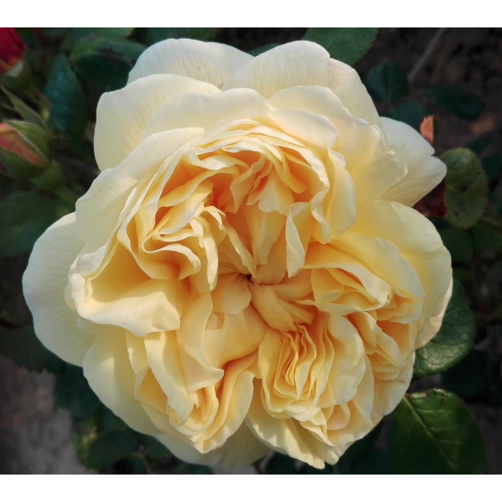 Rosa Charles Darwin- English Rose
