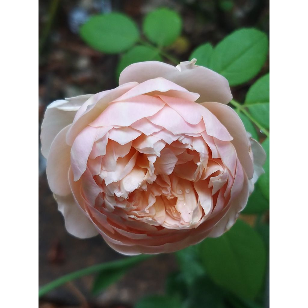 Rosa Charles Darwin- English Rose