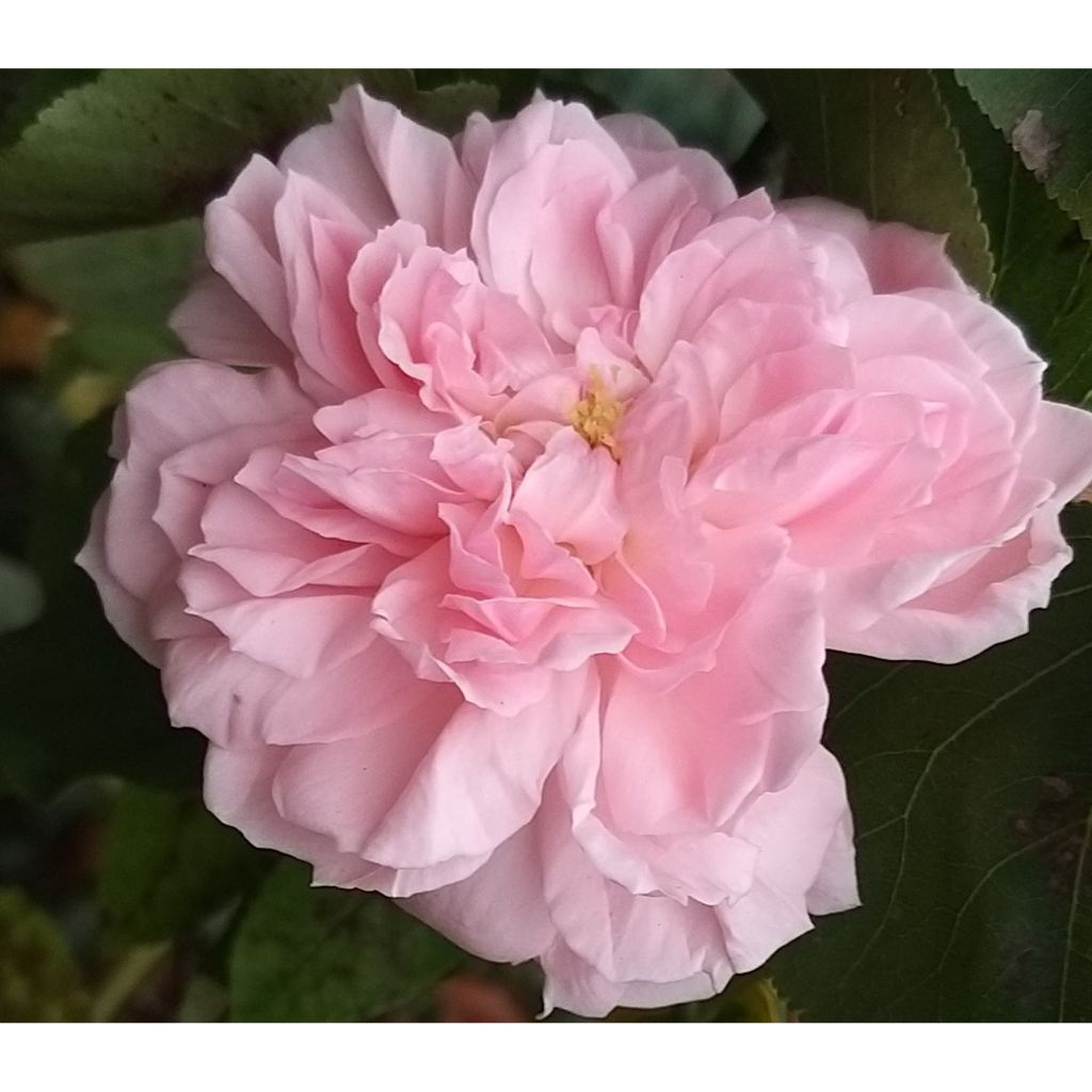 Rosa  Eglantyne - English Shrub Rose
