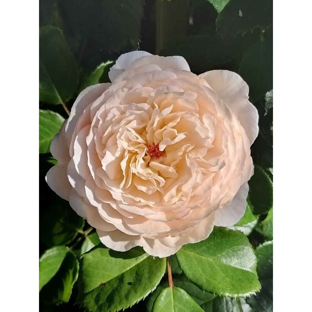 Rosa 'Emily Brontë' - English Rose