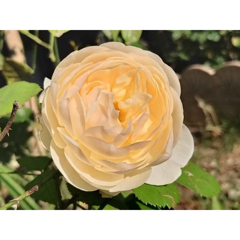 Rosa 'Lichfield Angel' - English Rose