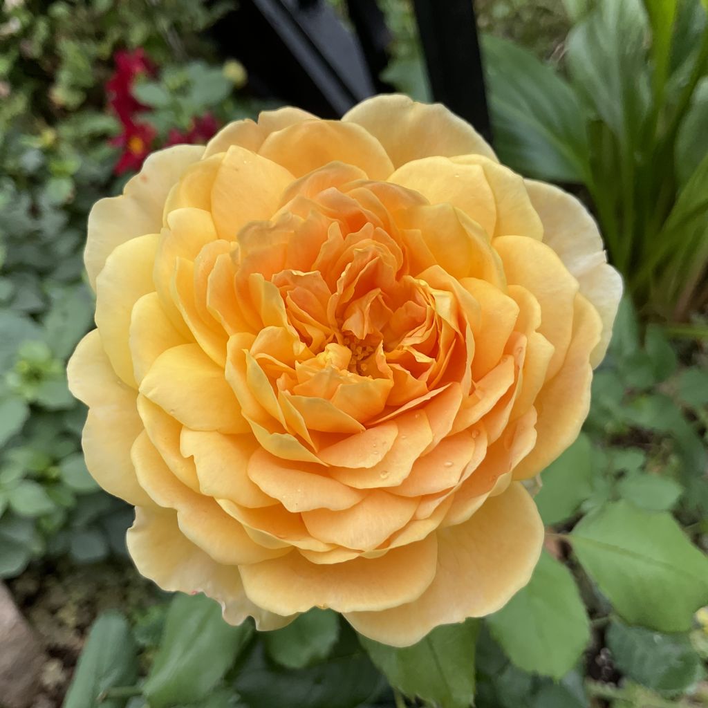 Rosa Molineux Ausmol