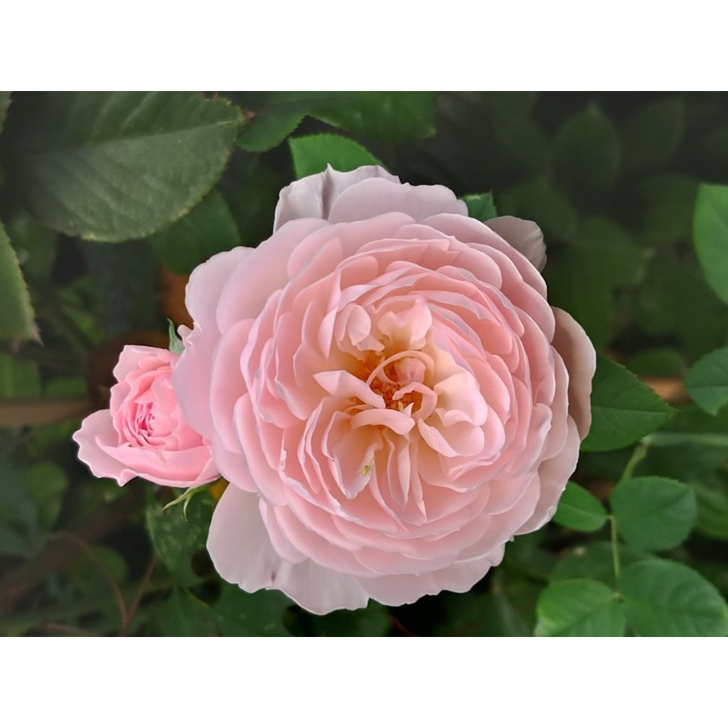 Rosa  Queen of Sweden - English Shrub Rose