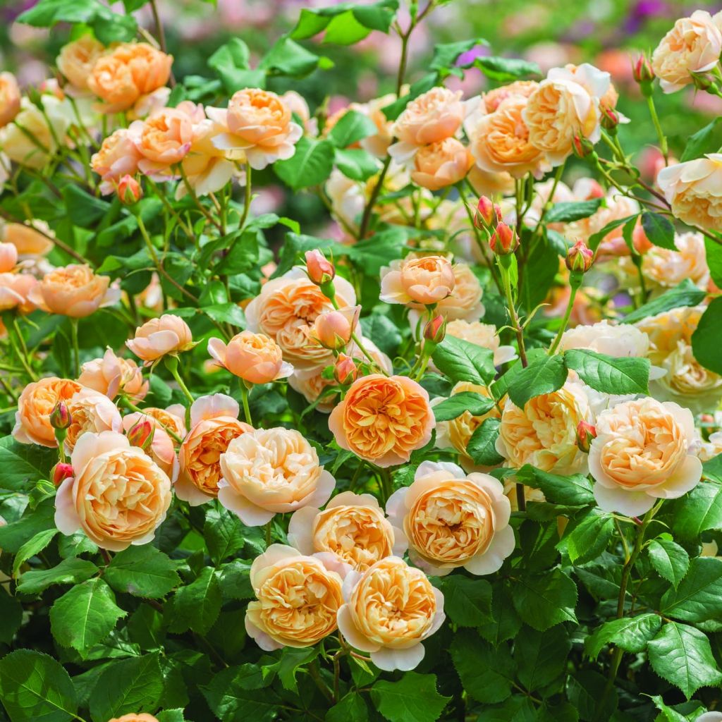 Rosa 'Roald Dahl' - English Rose