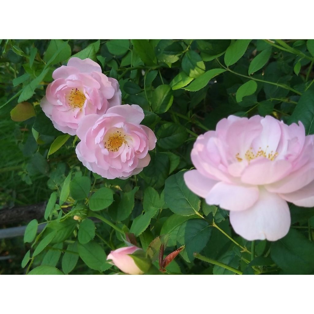 Rosa Scepter'd Isle - English Shrub Rose