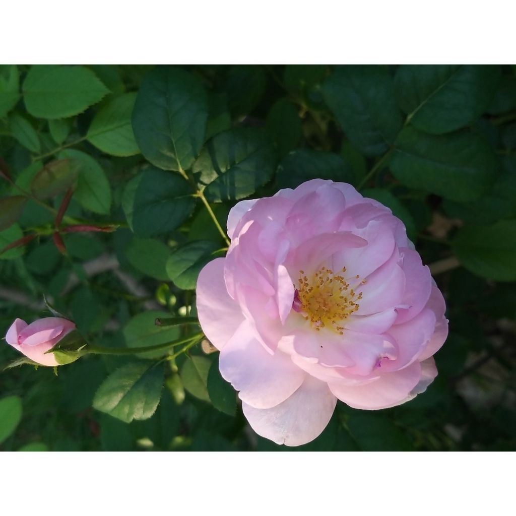 Rosa Scepter'd Isle - English Shrub Rose