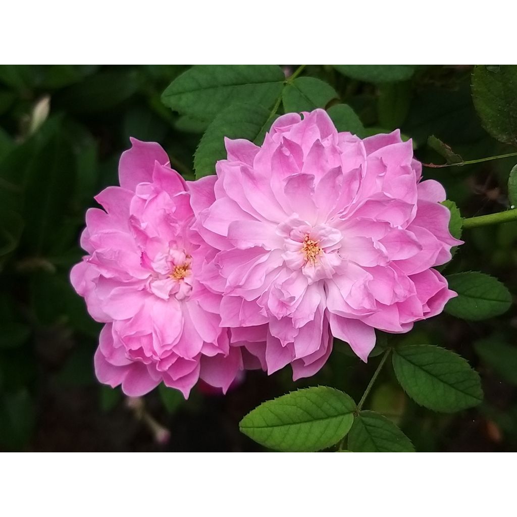 Rosa x pimpinellifolia 'Sir Walter Scott' - English Rose