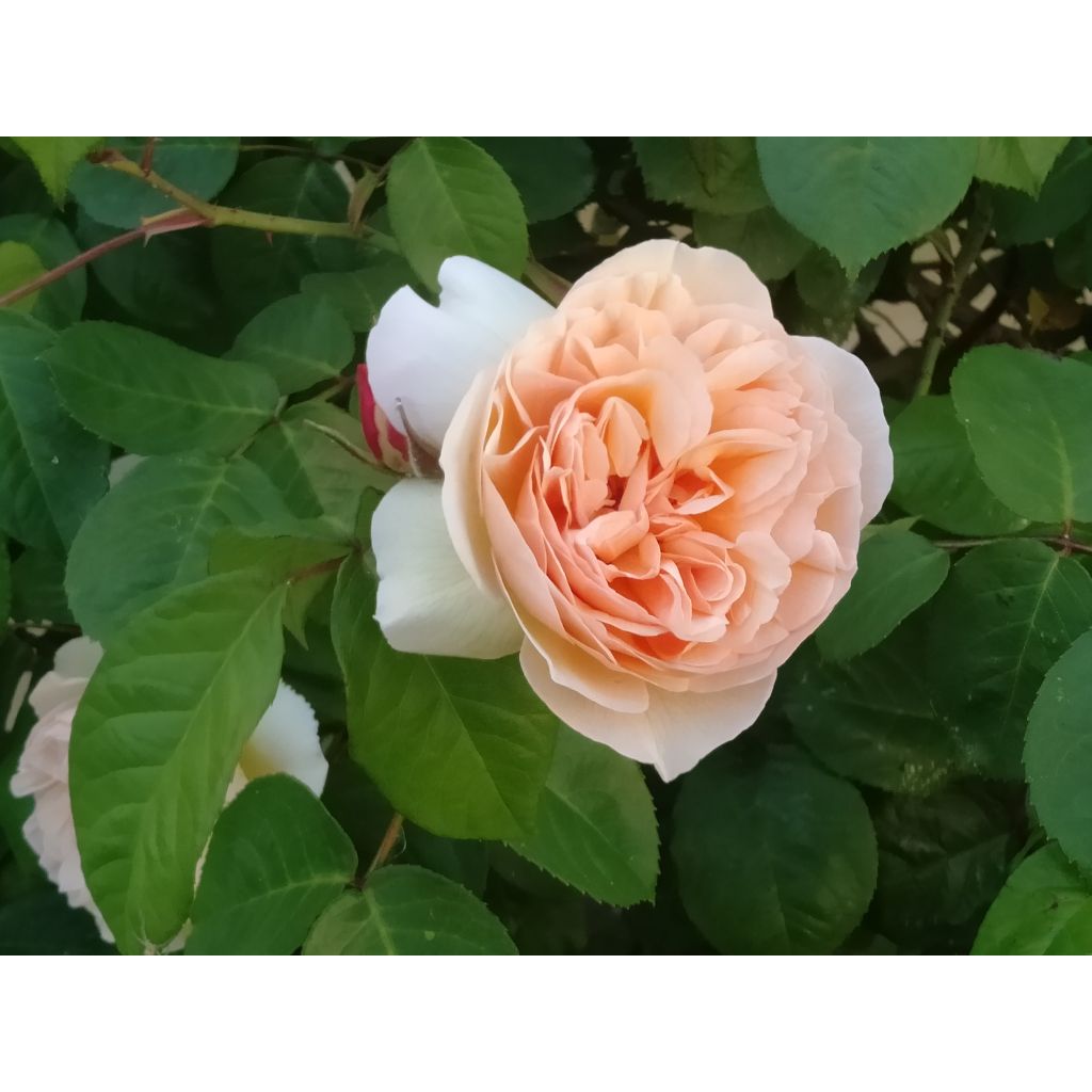 Rosa  Sweet Juliet - English Shrub Rose