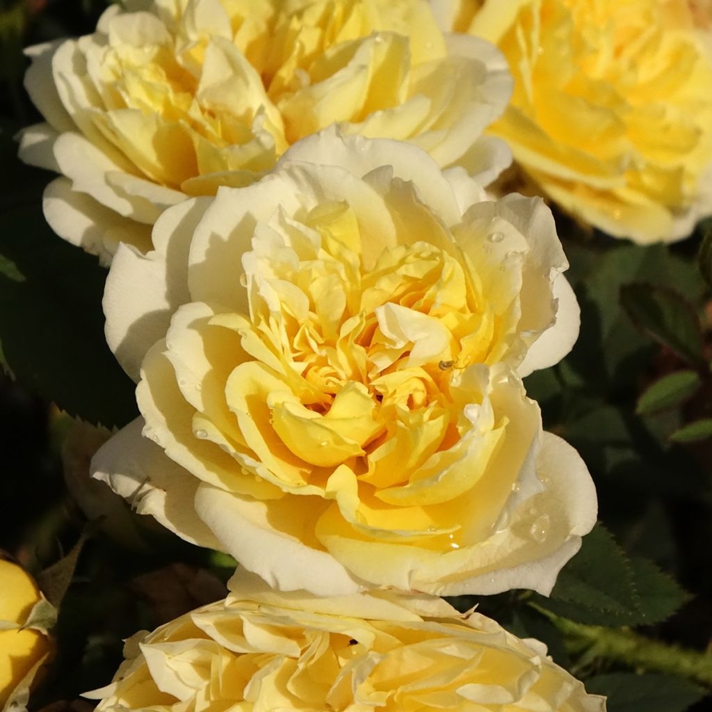 Rosa The Country Parson - shrub rose