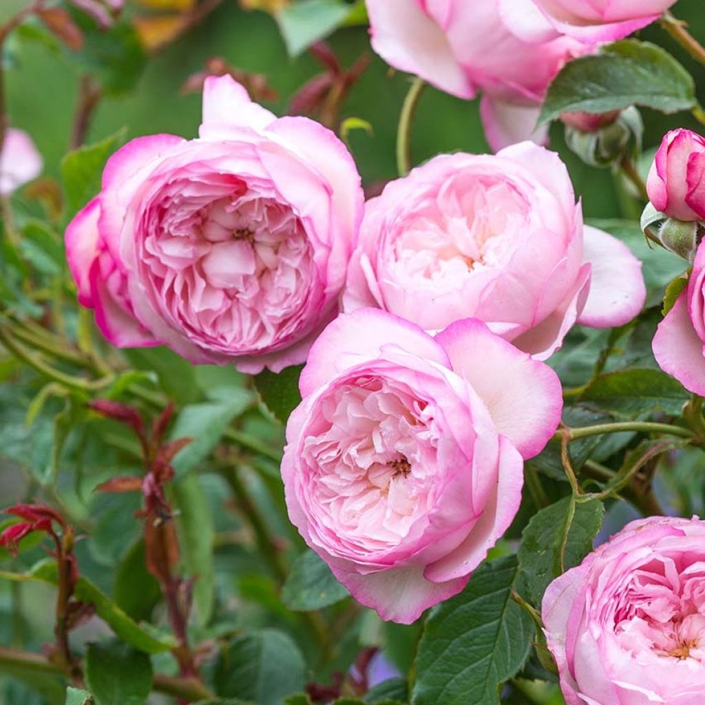 Rosa 'The Mill on the Floss' - English Rose