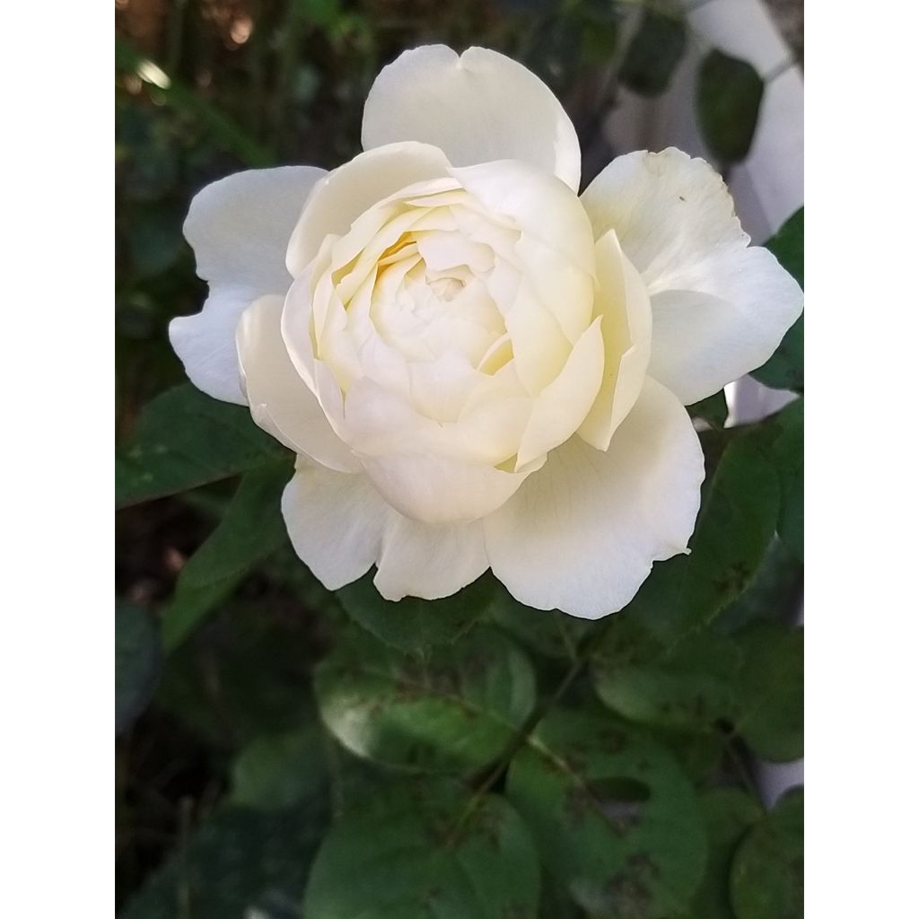 Rosa 'William and Catherine' - English Rose