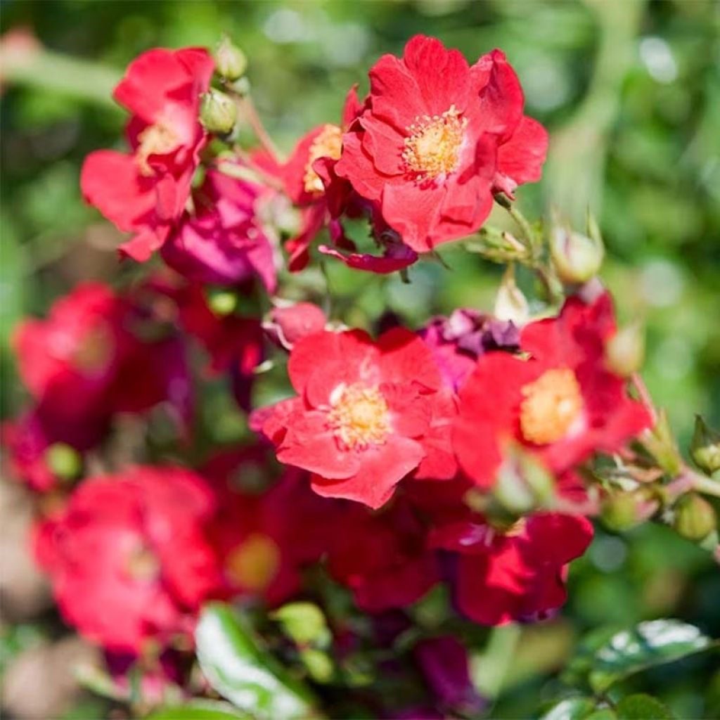 Rosa Vesuvia - groundcover shrub rose