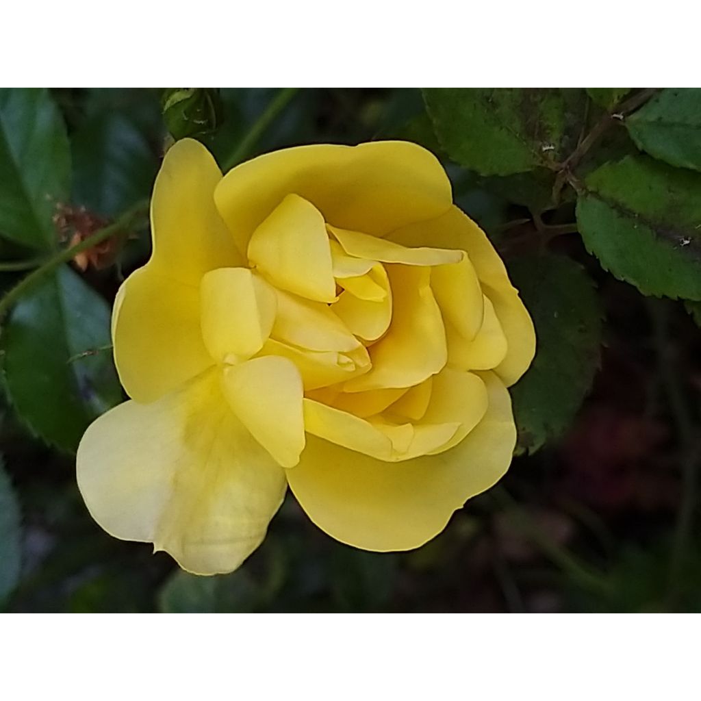 Rosa Decorosier Celina