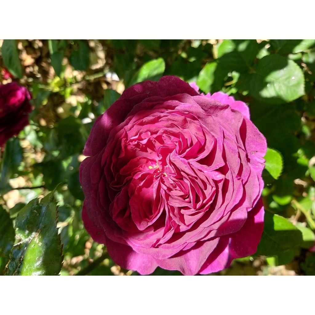 Rosa Décorosiers 'Purple Voluptia' - Shrub Rose