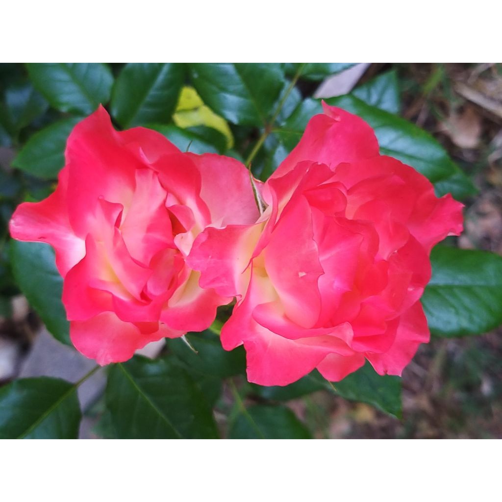 Rosa x floribunda 'Flamina' - Shrub Rose