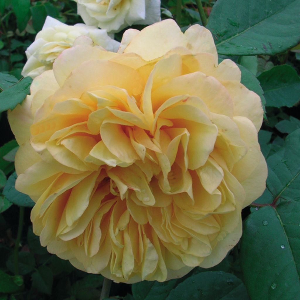 Rosa  Fragrant Old Yellow