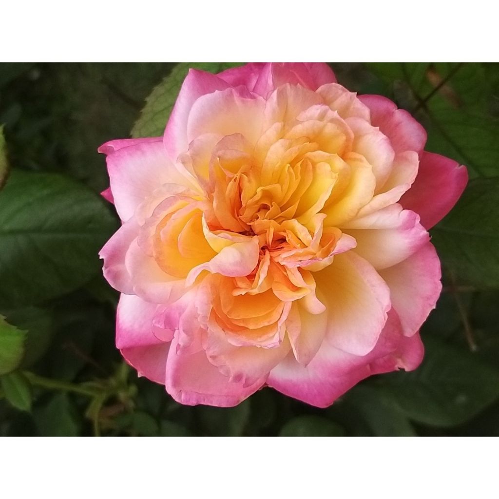 Rosa Generosa 'Laurent Voulzy' - Shrub Rose