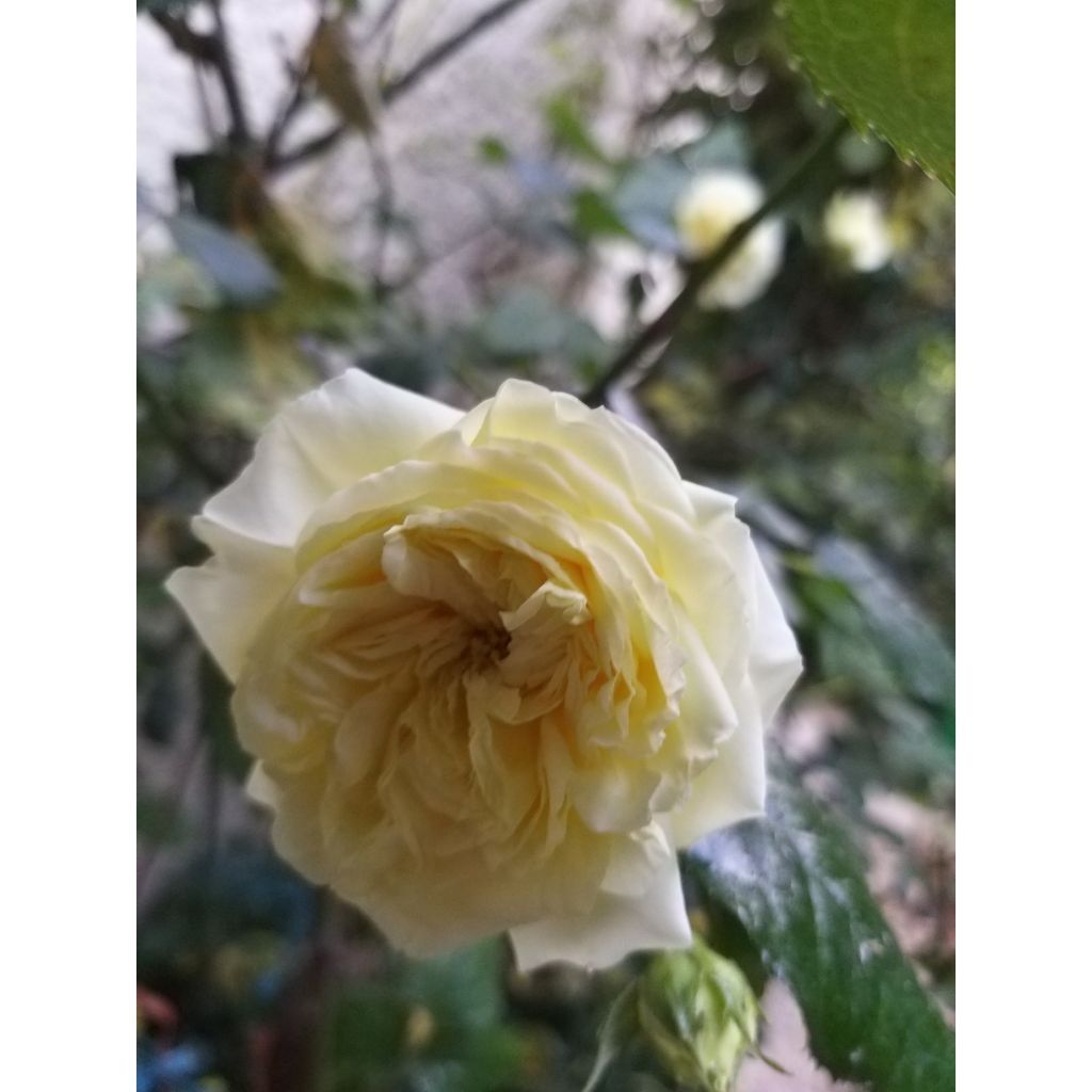 Rosa Generosa - 'Nelson Monfort' - Shrub Rose