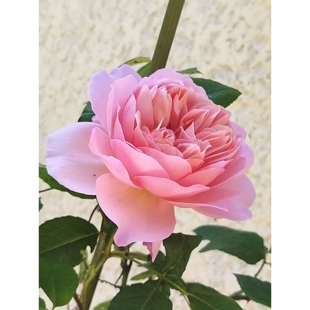 Rosa Generosa 'Sonia Rykiel' - Shrub Rose
