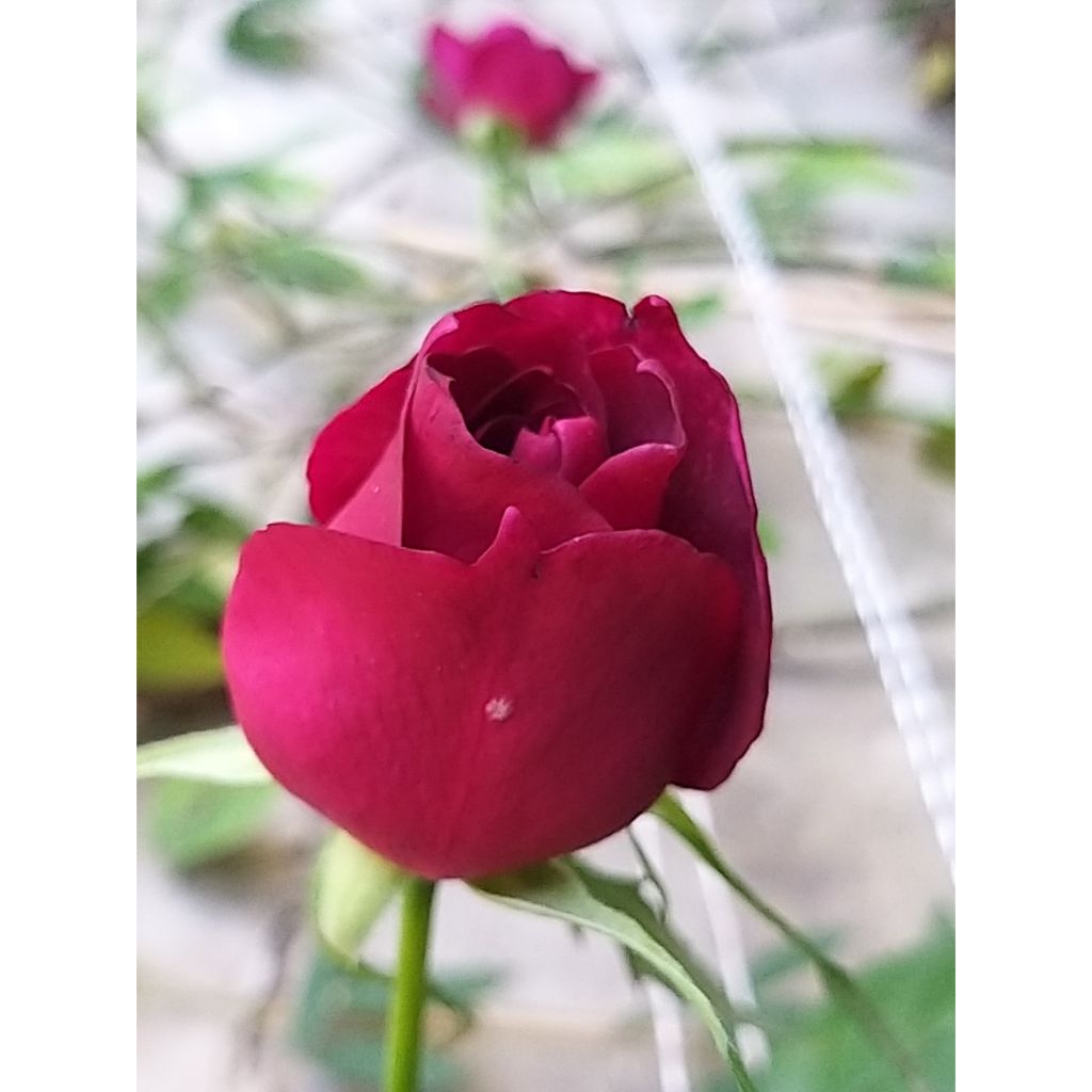 Rosa 'Etoile de Hollande' - Climbing Rose