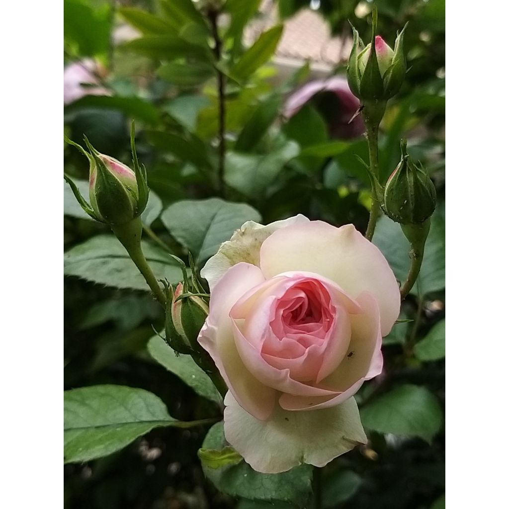 Rosa Mini Eden Rose - Climbing Rose
