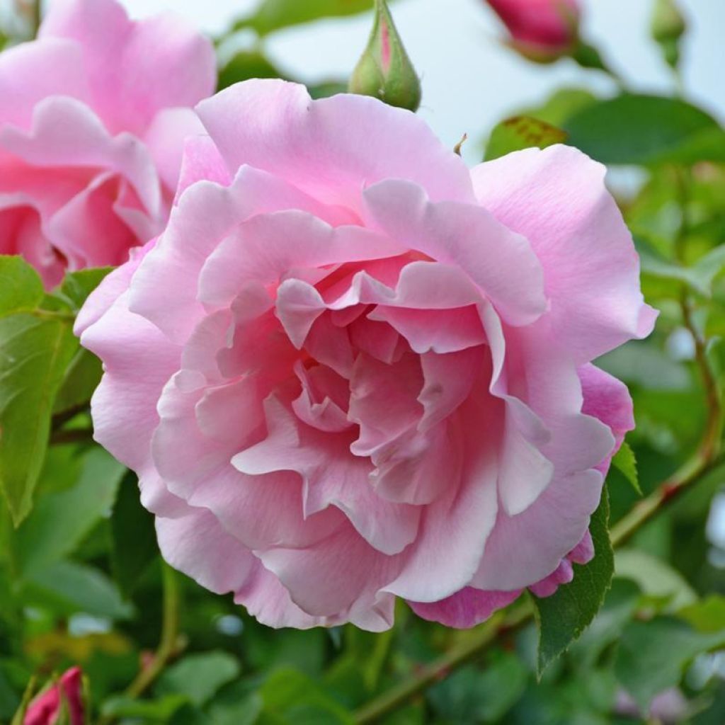 Rosa 'Mme Gregoire Staechelin' - Climbing Rose