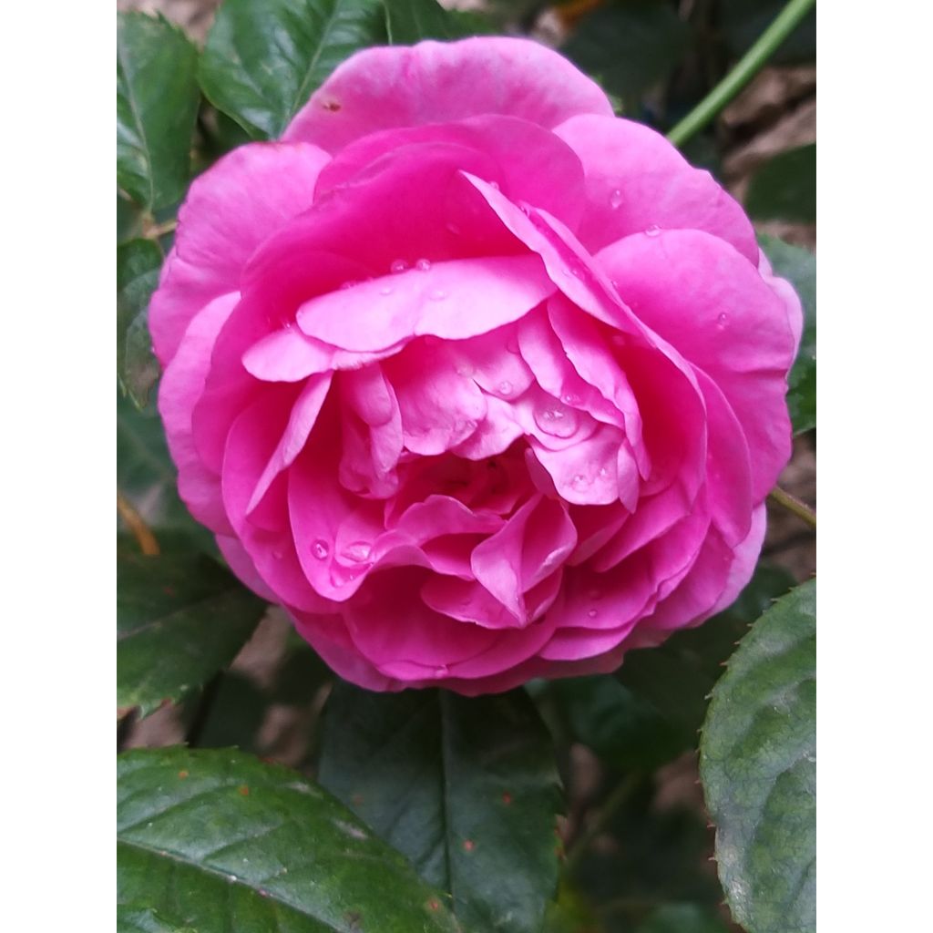 Rosa Ozeana - Climbing Rose