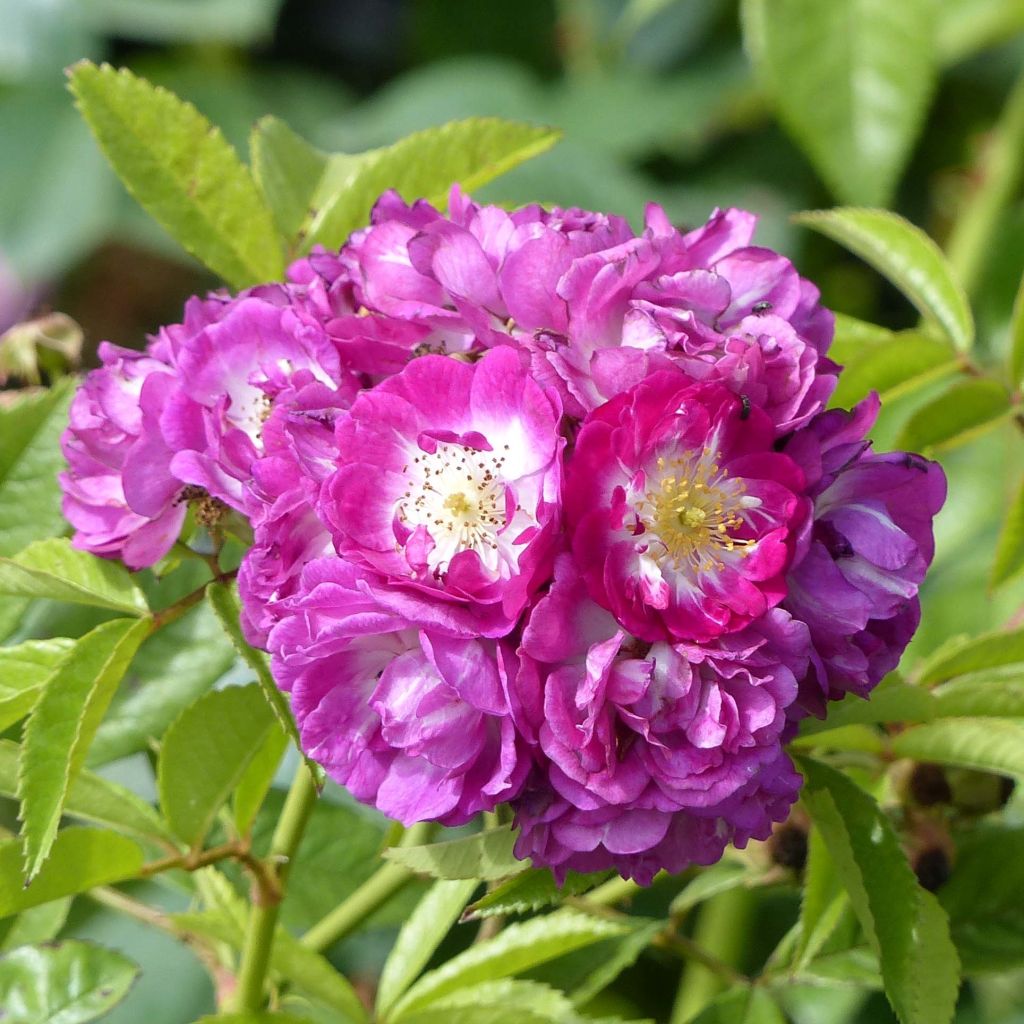 Rosa 'Perennial Blue' - Climbing Rose