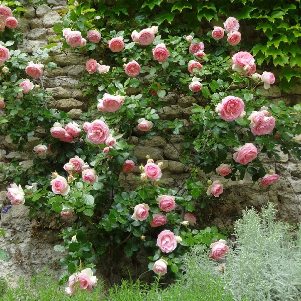 Rosa  Pierre de Ronsard - Climbing Rose