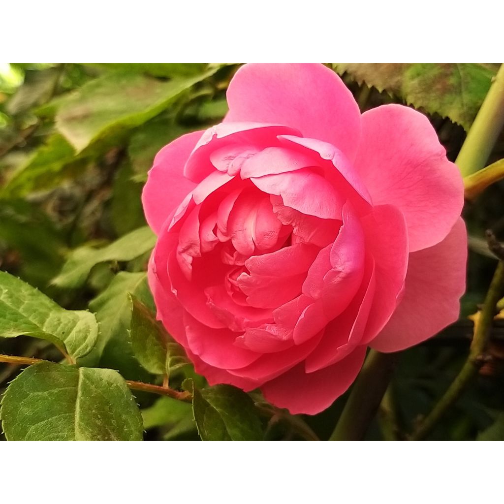 Rosa 'Pink Cloud' - Climbing Rose
