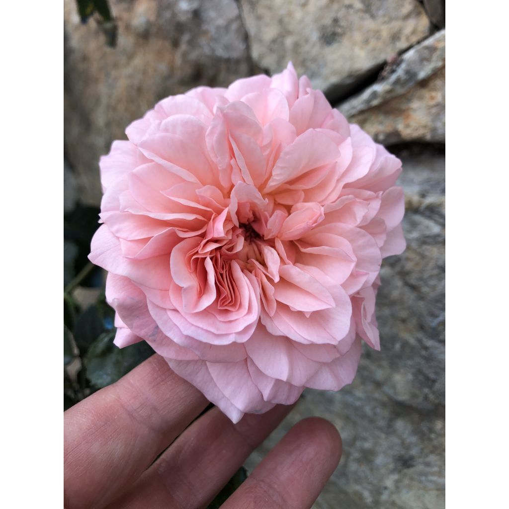 Rosa x floribunda 'Rose de Tolbiac' Klettermaxe Climbing Rose 