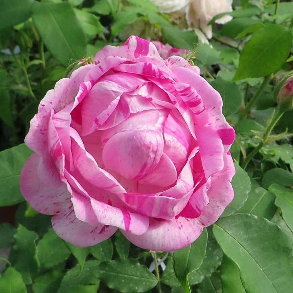 Rosa gallica Gros Provins Panaché