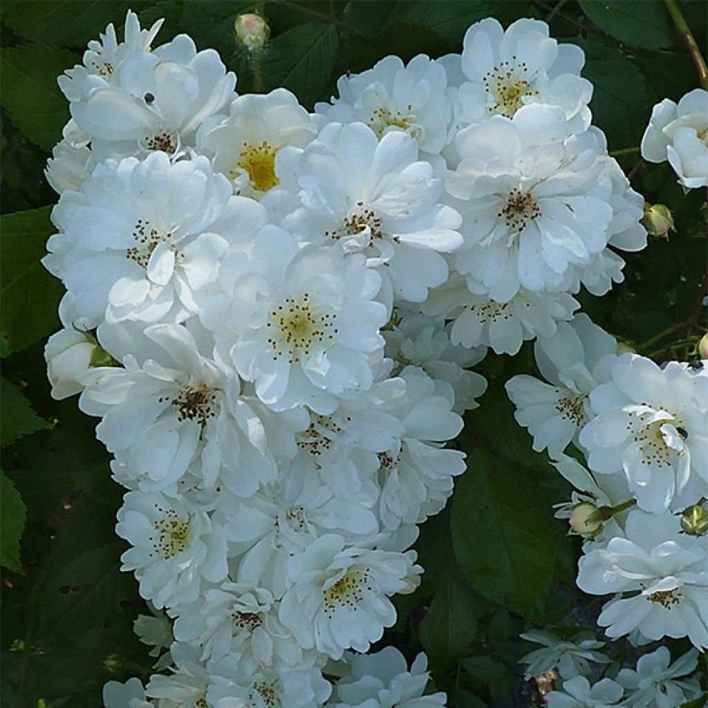 Rosa  Guirlande d'Amour - Climbing or Shrub Rose