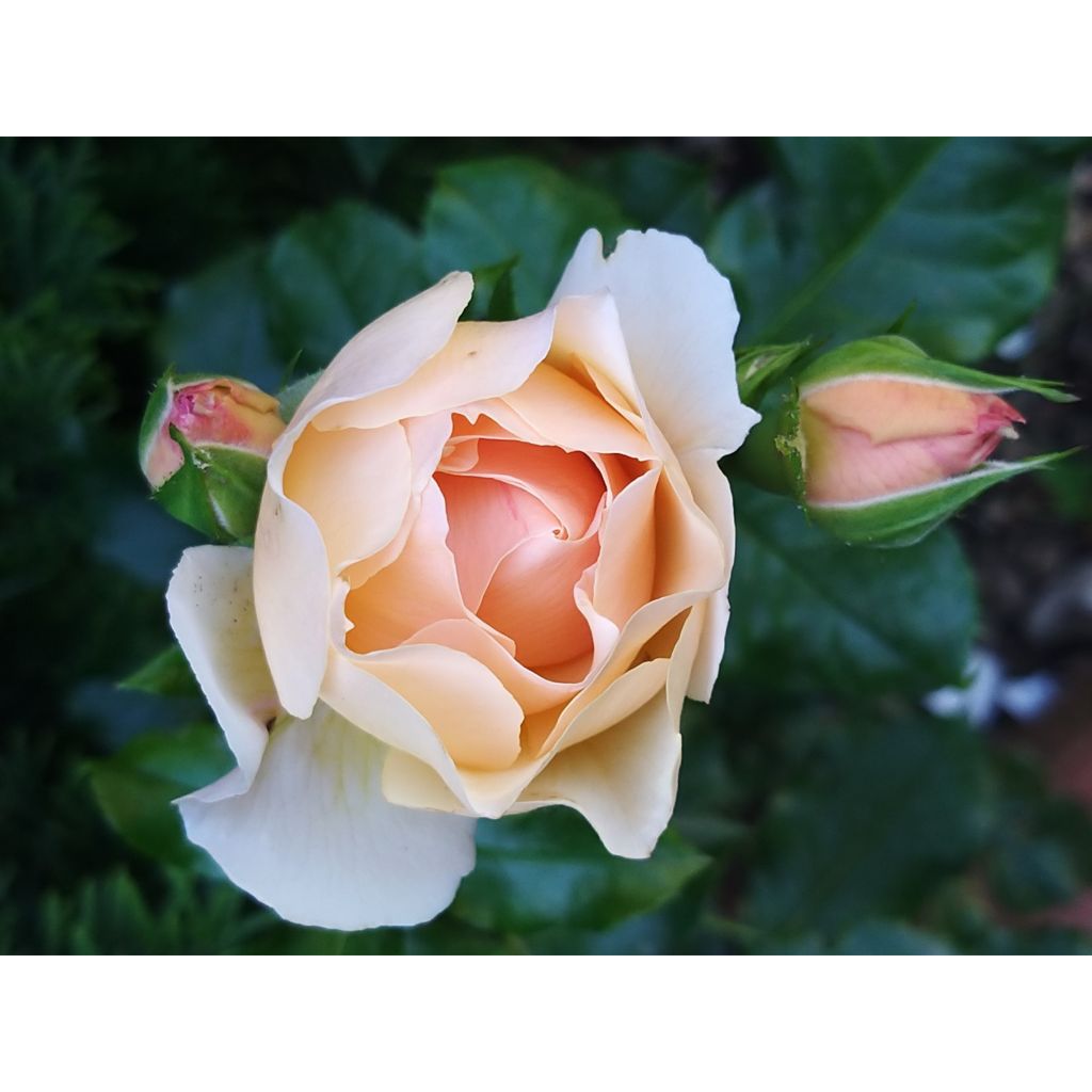 Rosa Jardin des Tuileries - Hybrid Tea Rose