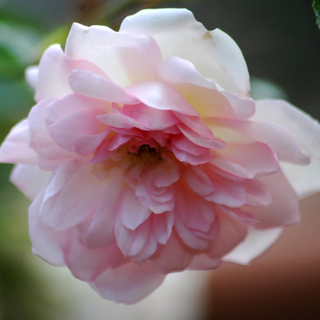 Rosa x wichuraiana François Juranville - Climbing Rose