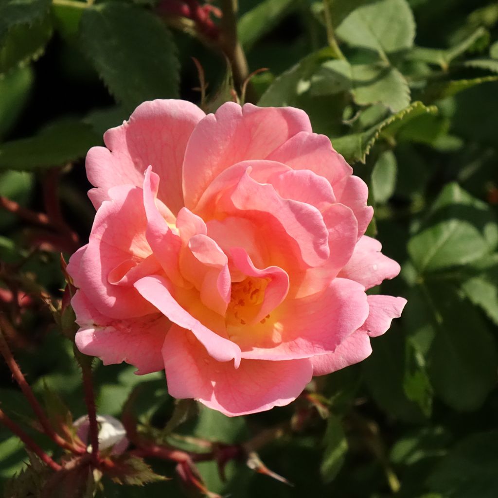 Rosa 'Pink Chantilly' - Shrub Rose