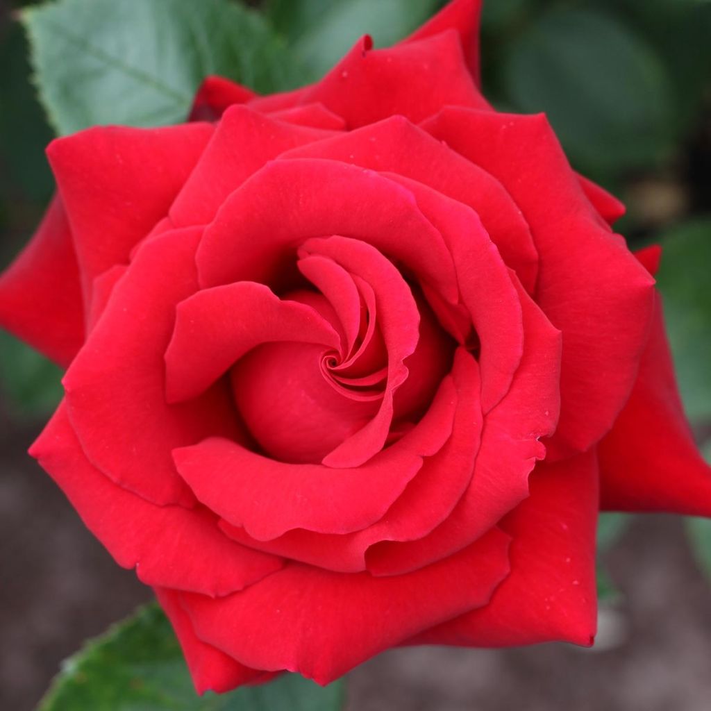 Rosa  Mister Lincoln - Standard Rose