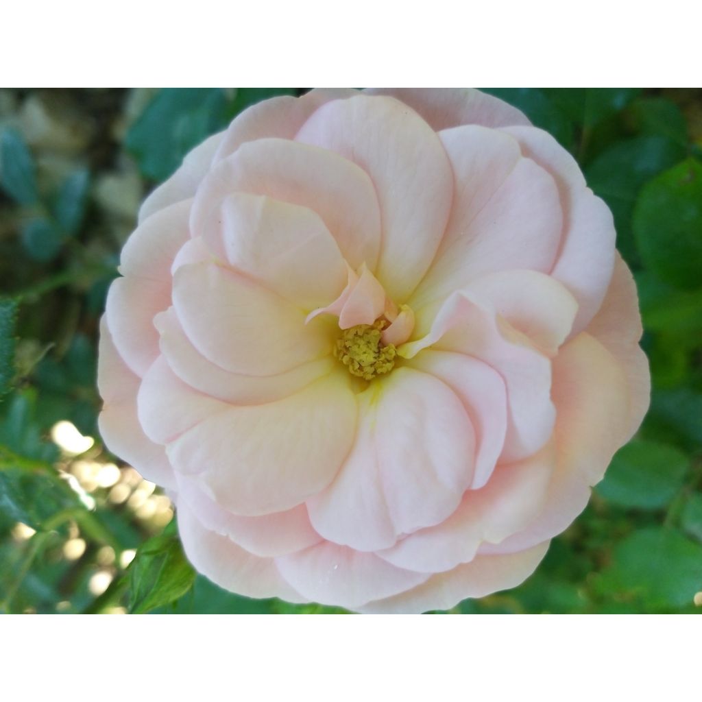 Rosa x polyantha Bordure Nacrée - Polyantha Rose