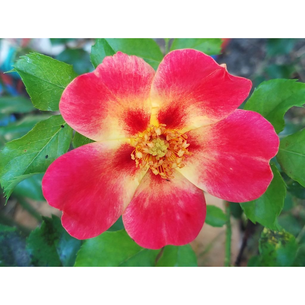 Rosa x persica 'Coral Babylon Eyes' - Miniature Rose