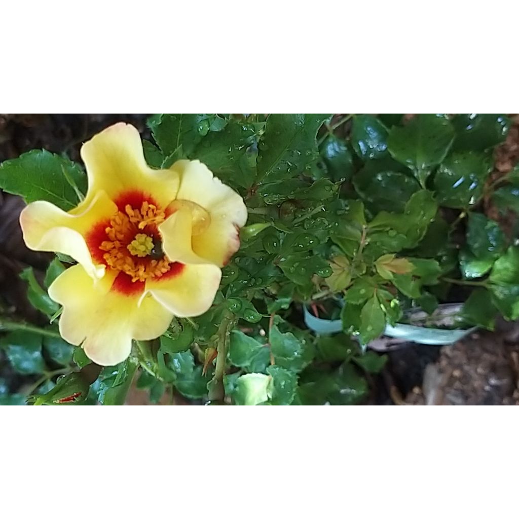 Rosa x persica 'Cream Babylon Eyes' - Miniature Rose